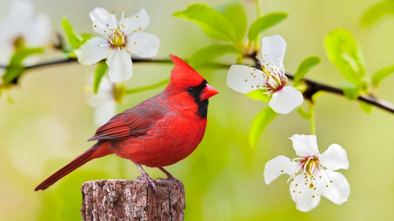 Instant Relief from Stress and Anxiety, Birds Singing in the…