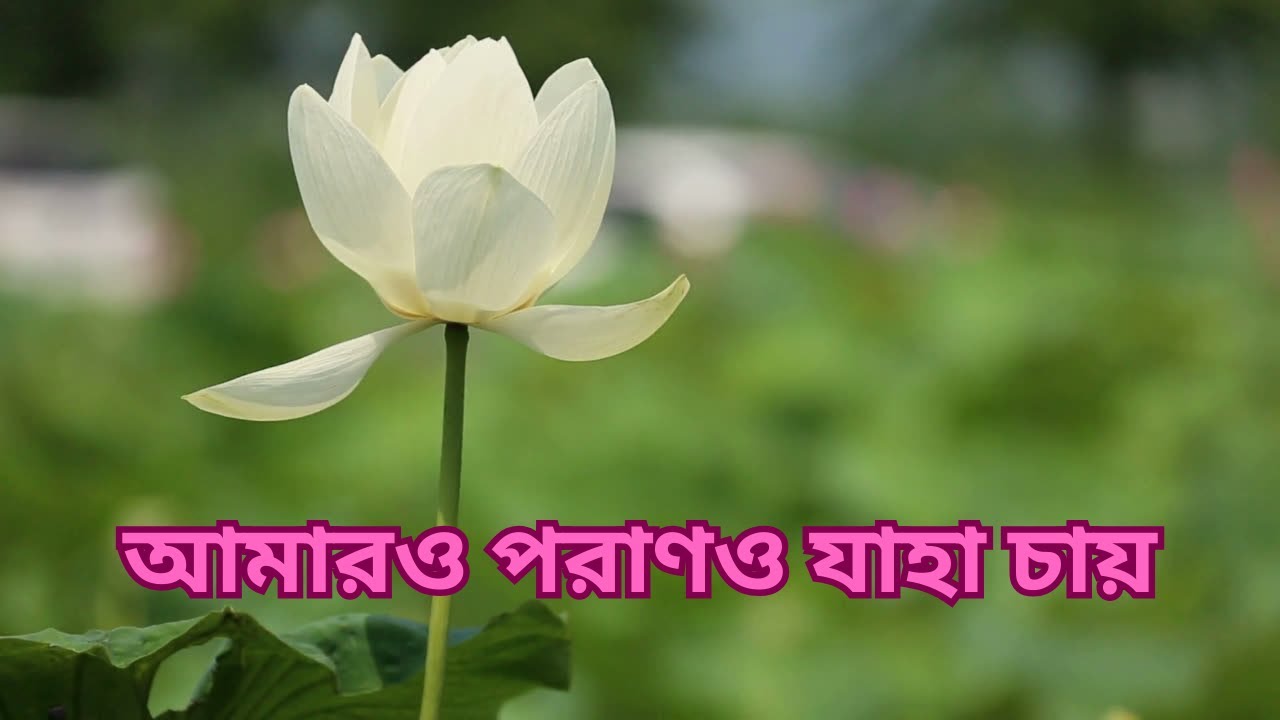 | আমারও পরাণও যাহা চায় |