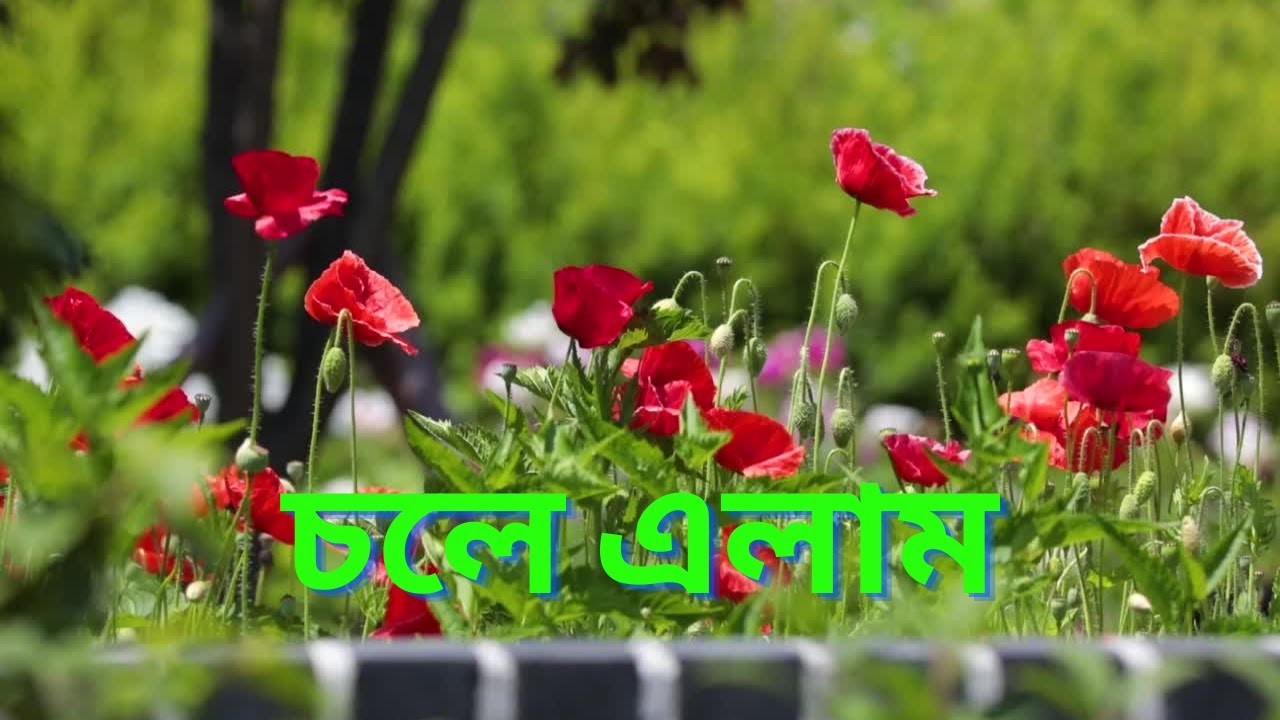 | চলে এলাম |