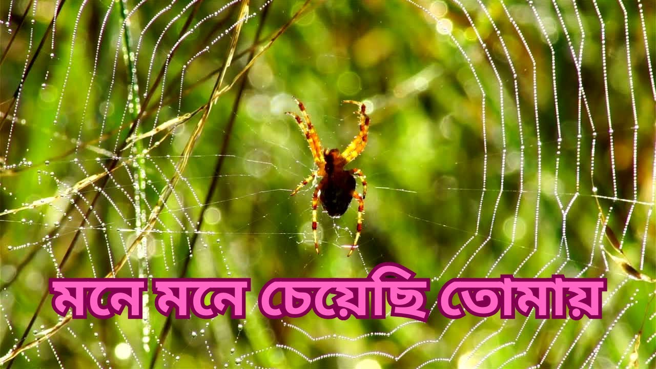 | মনে মনে চেয়েছি তোমায় |