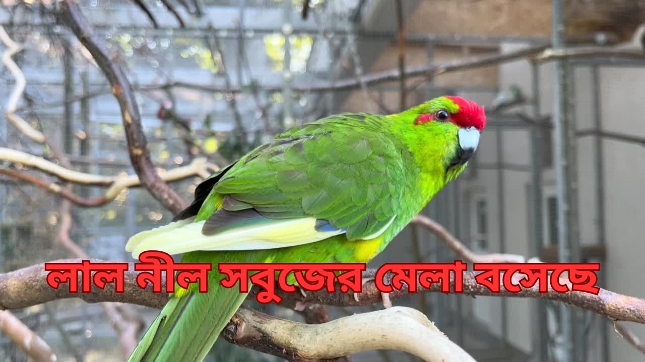 | লাল নীল সবুজের মেলা বসেছে |