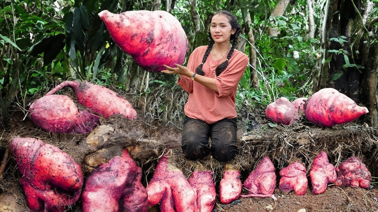 Harvesting Sweet Potatoes and Cooking Delicious, Healthy Rec…