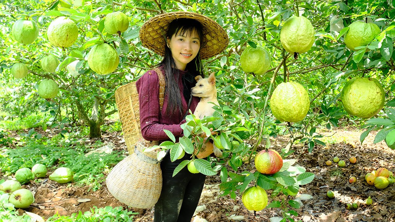 Harvest Guava, Preparing Delicious Dishes From Guava & C…