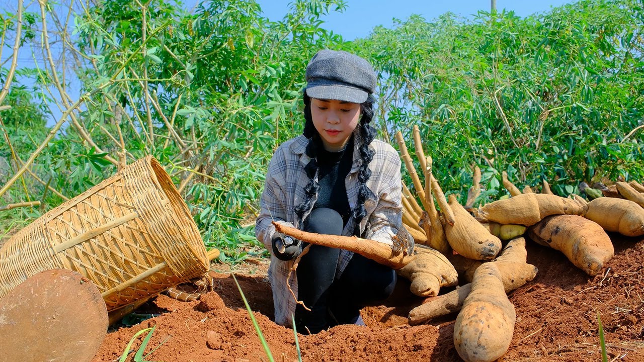 Harvesting Cassava Root – Making Dishes From Cassava Root | …