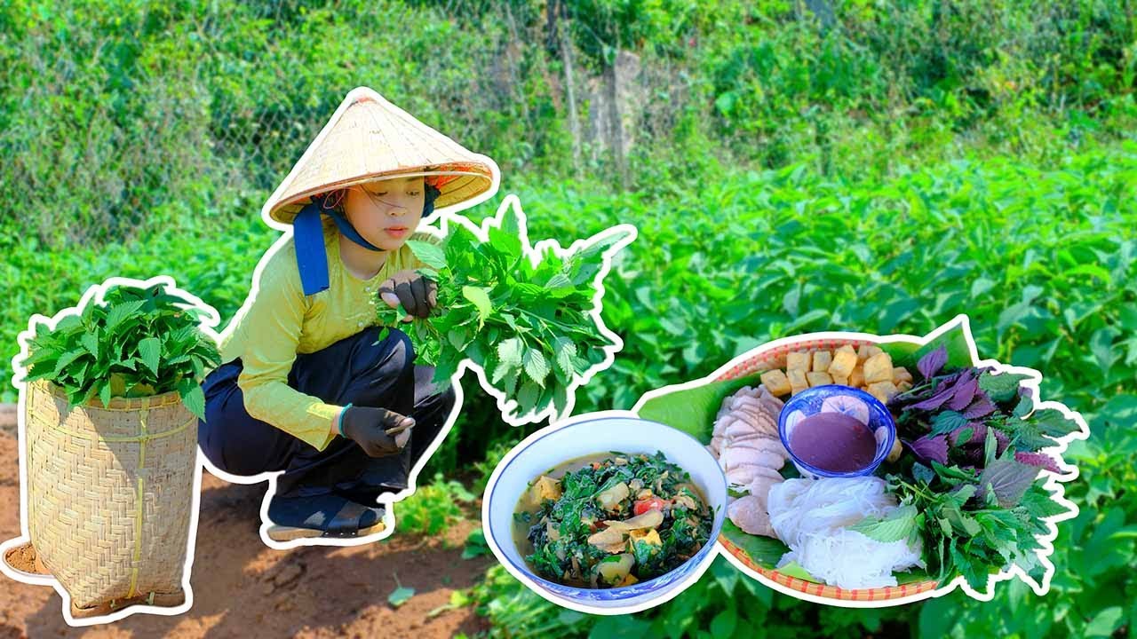 Harvesting   Perilla Vegetables – Making Dishes From Perilla…