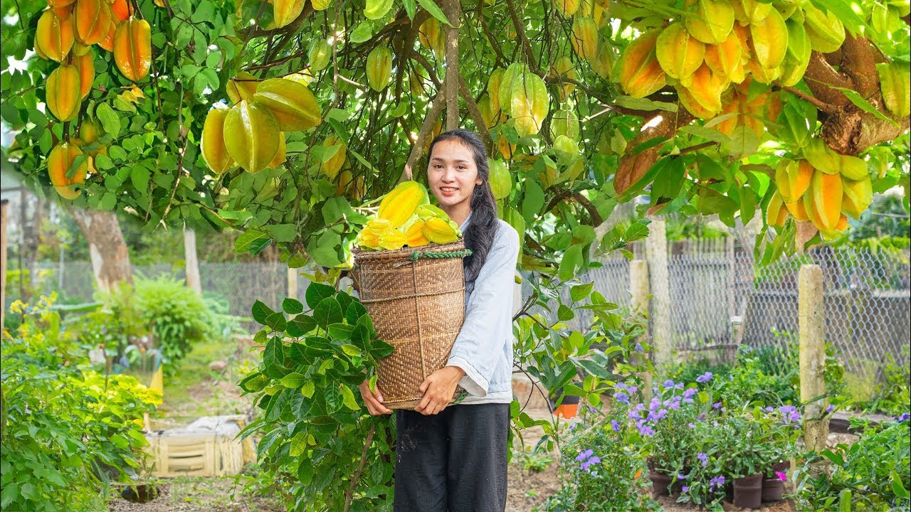 Harvesting Starfruit – Fresh Tropical Fruit with Nostalgic M…